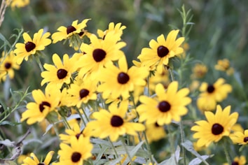 A cluster of vibrant yellow flowers, each with a dark center, surrounded by green foliage. The flowers are in varying stages of bloom and are positioned at different angles, creating a lively and dynamic scene.
