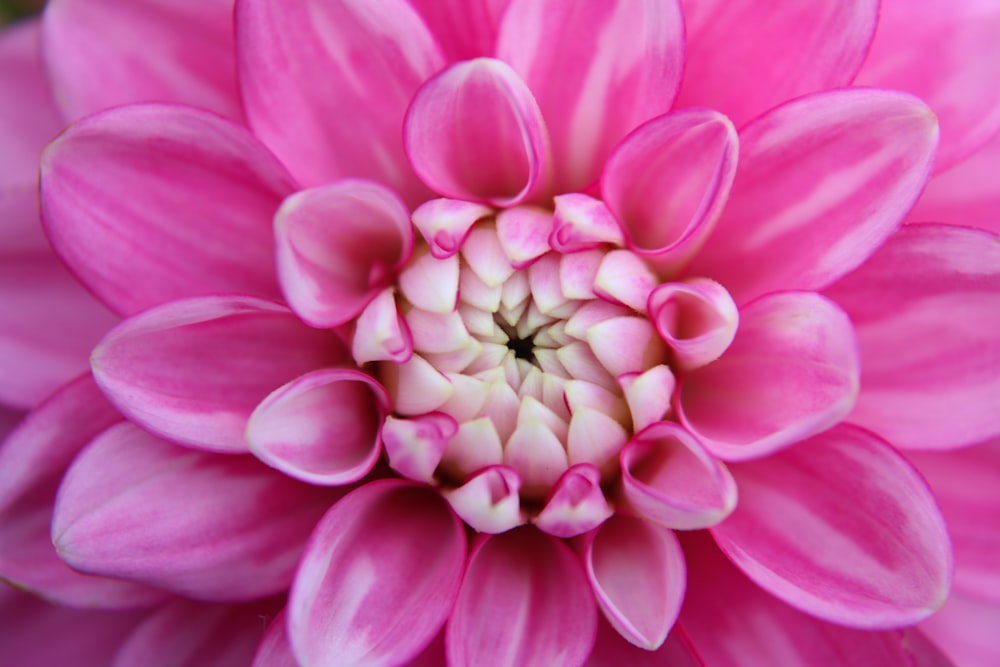 Un primer plano de una flor rosa con un centro blanco