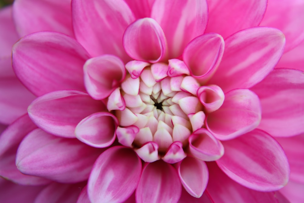 a close up of a pink flower with a white center