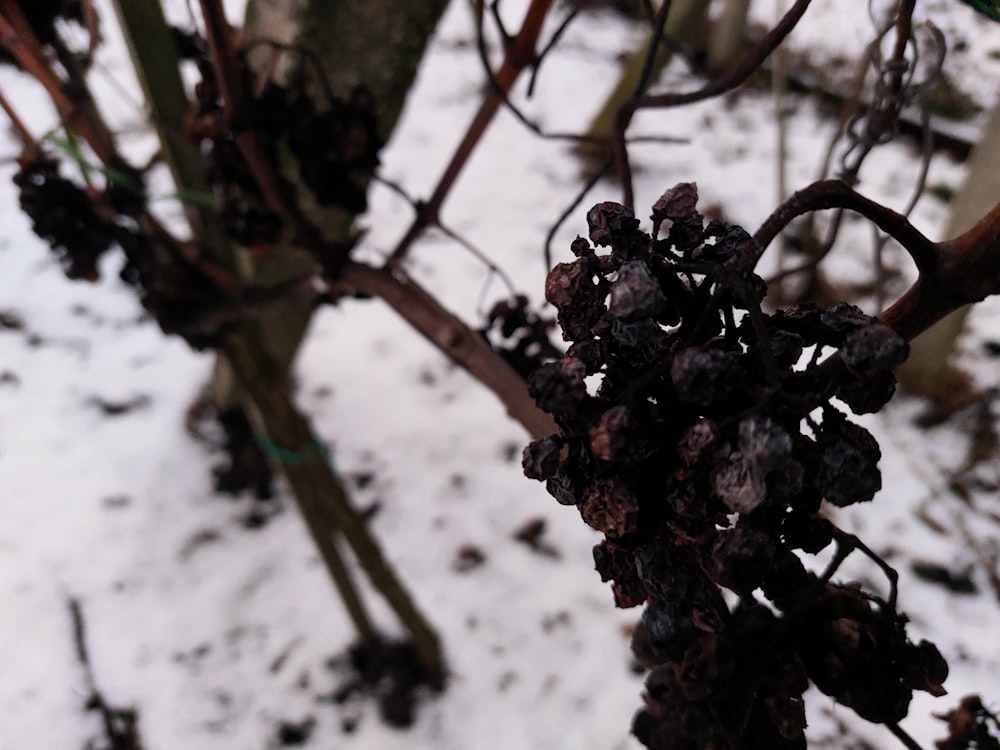 a close up of a bunch of grapes in the snow