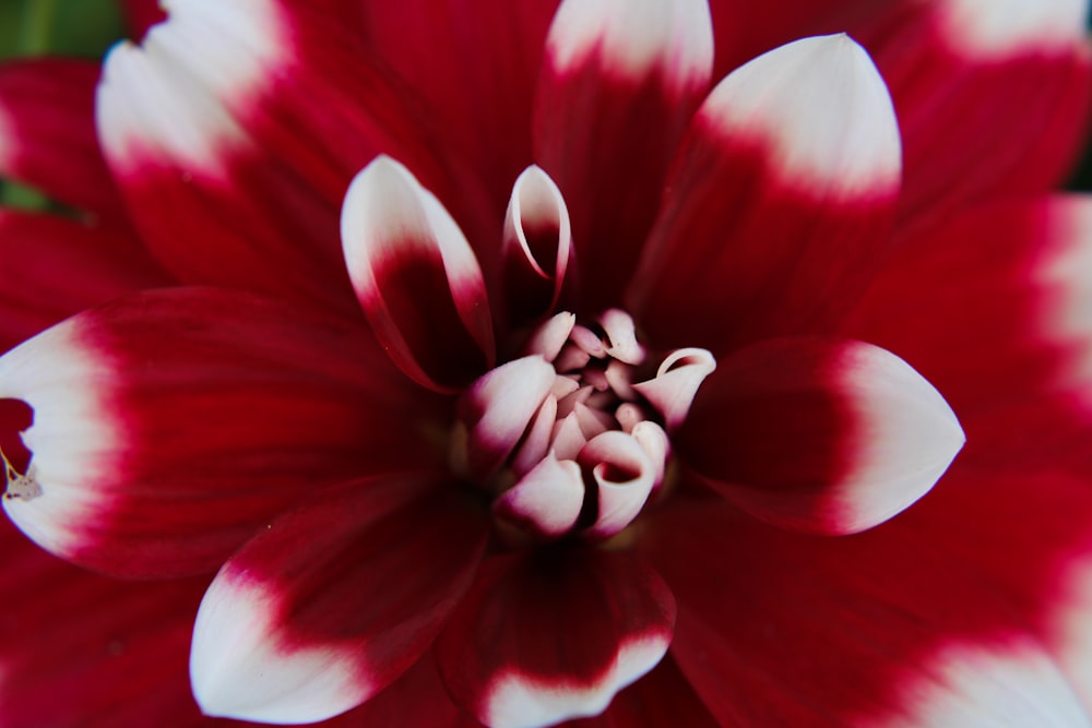 um close up de uma flor vermelha e branca