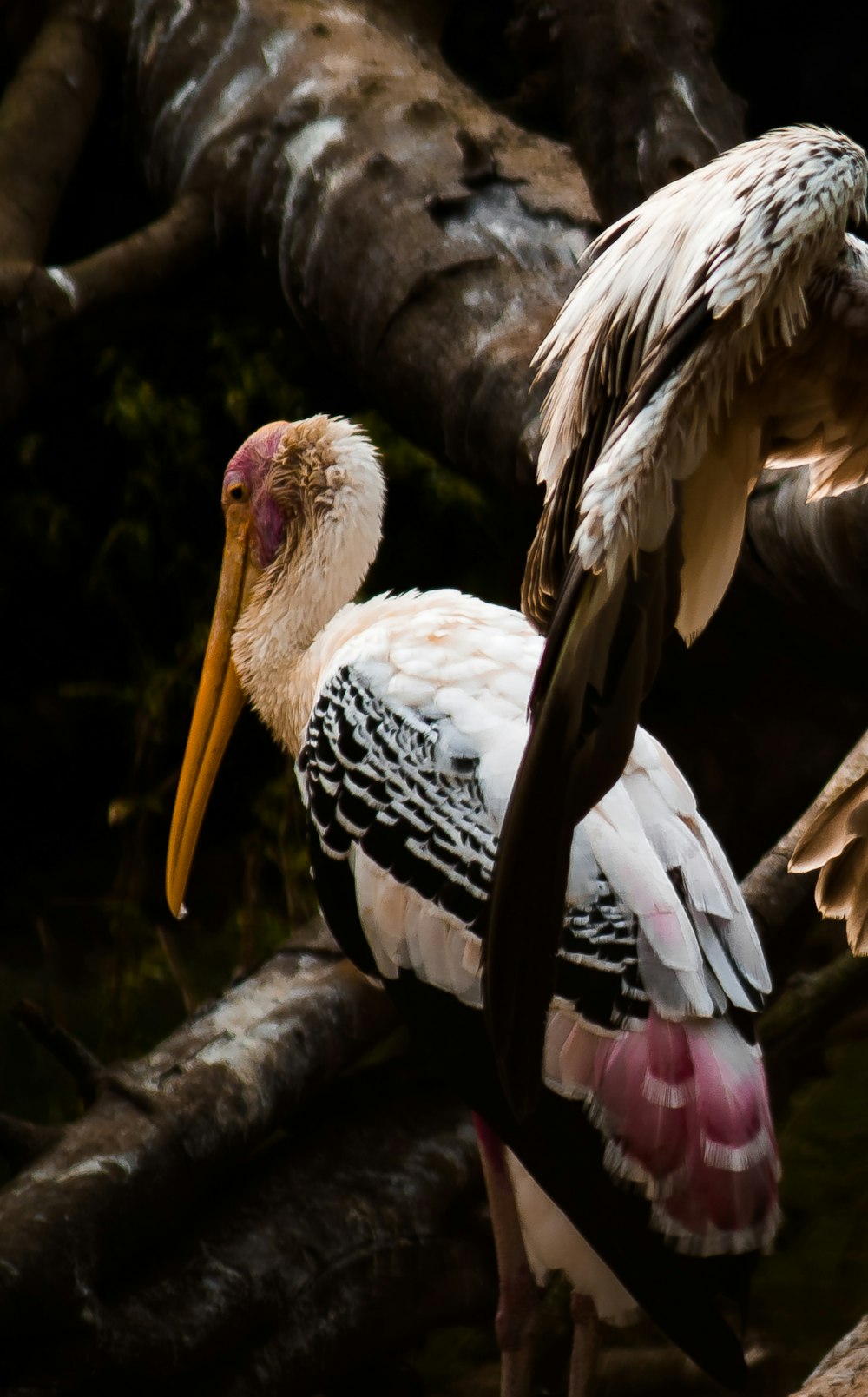 a large bird standing on top of a tree branch