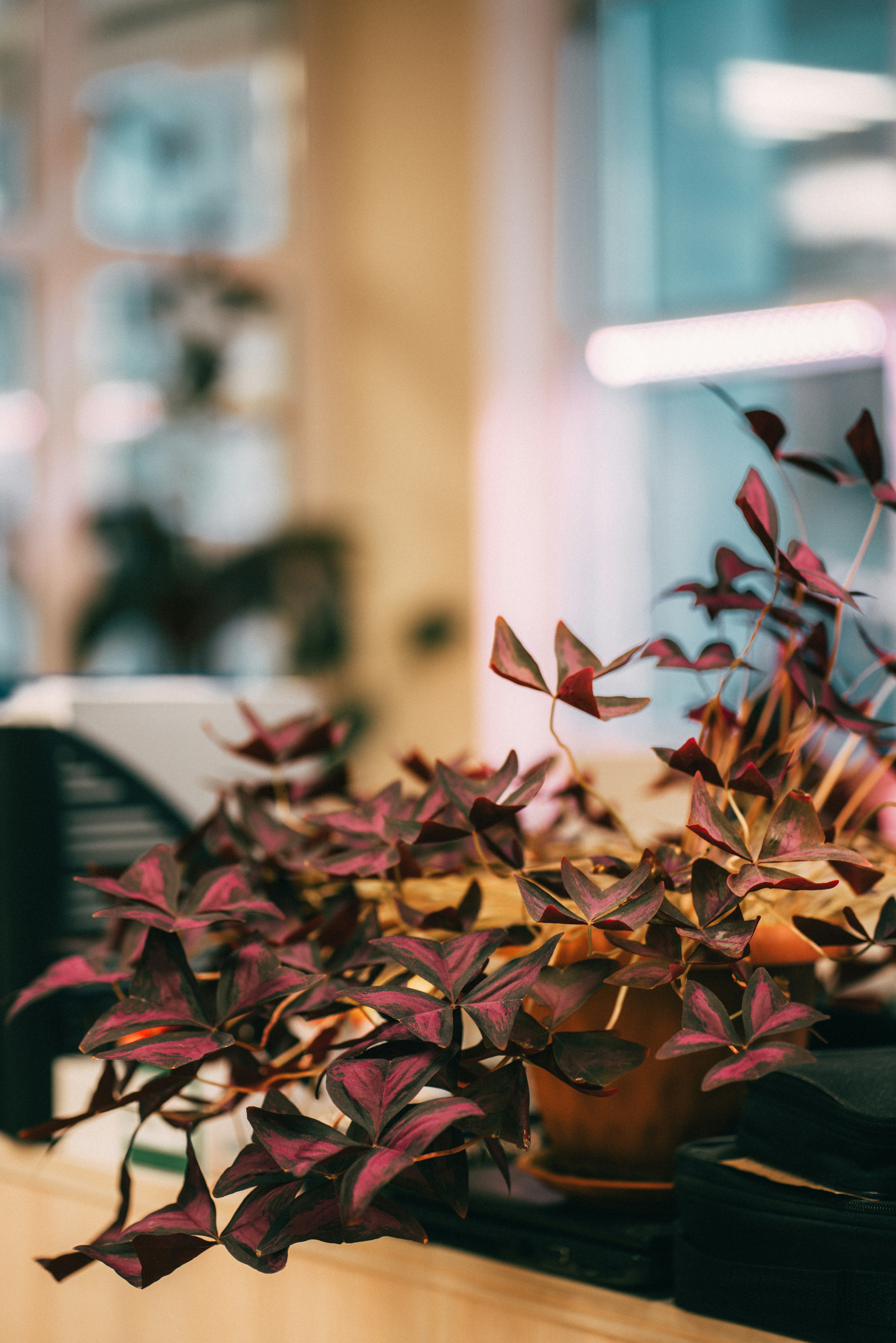 Photo by fairycarousel