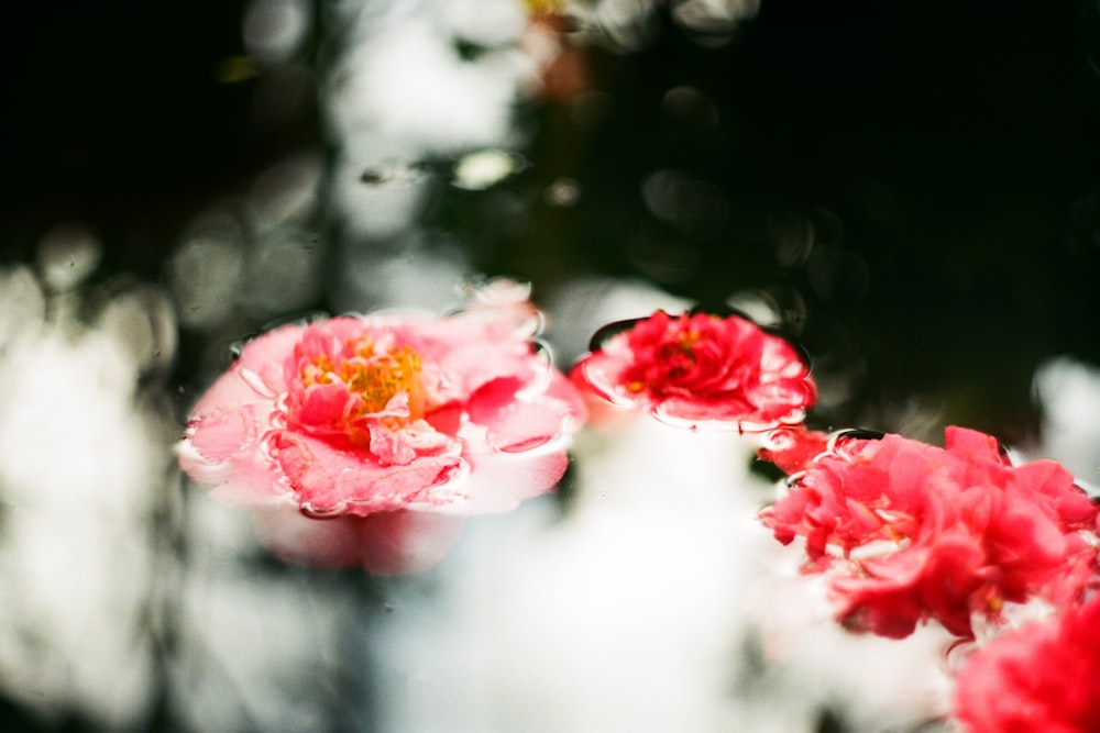 a close up of some red flowers in a vase