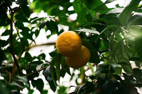 Two bright yellow lemons hang from a tree, surrounded by deep green leaves. The leaves are dense and create a lush background, capturing the freshness and vibrancy of the scene.