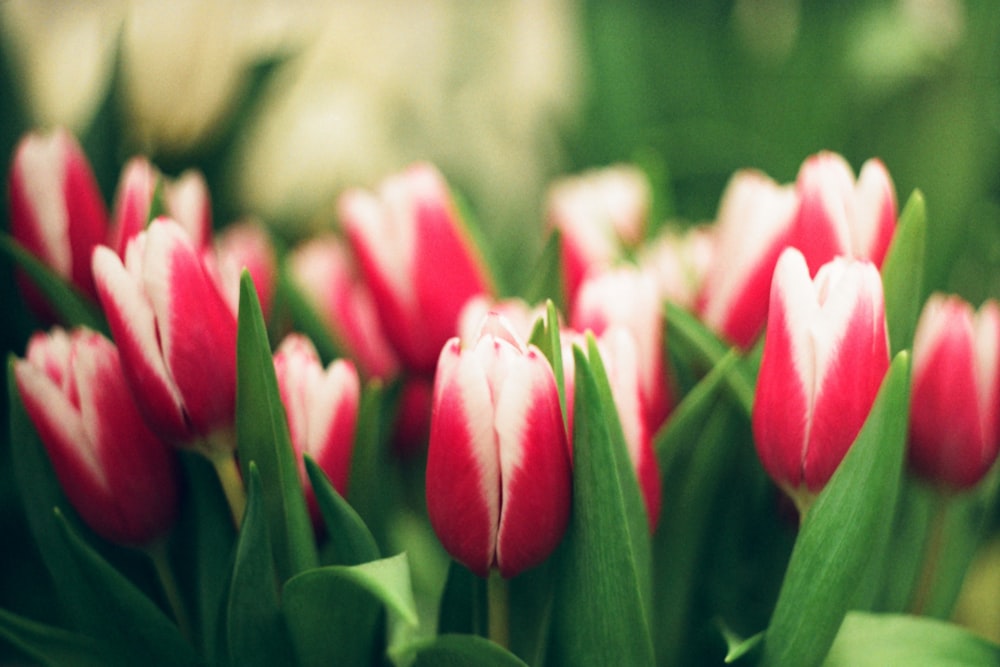 a bunch of red and white tulips with green leaves