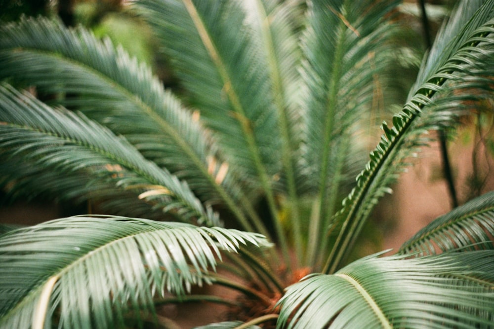 a close up of a palm tree with green leaves