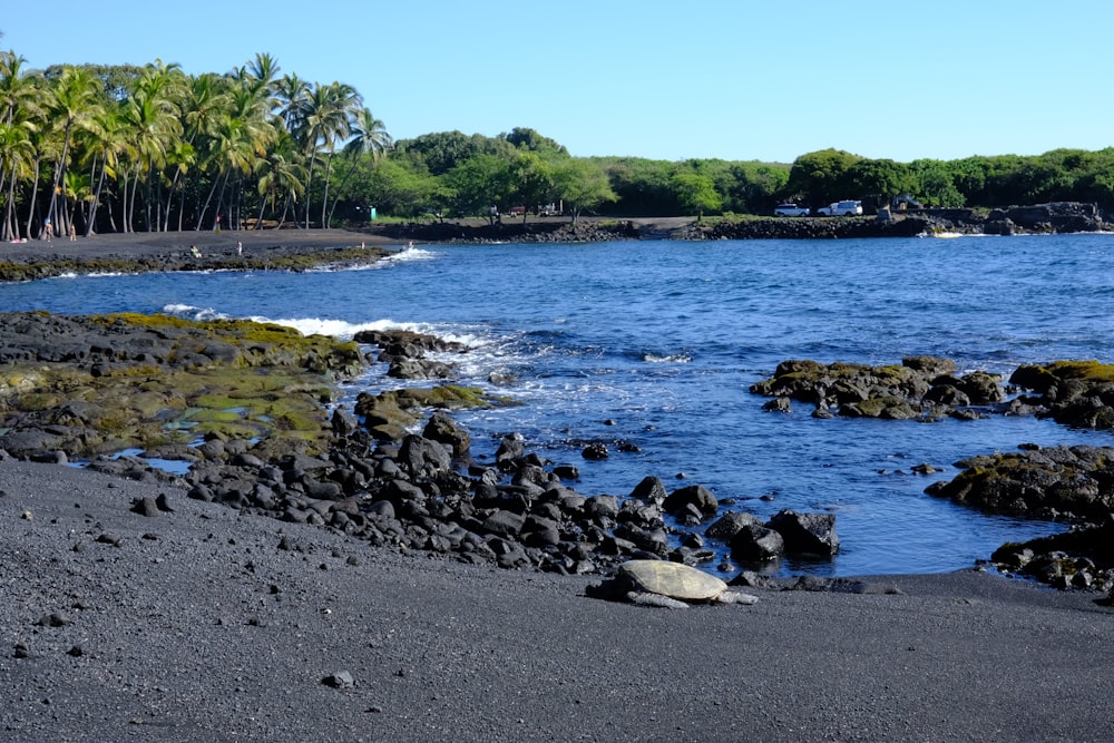 a large body of water sitting next to a lush green forest