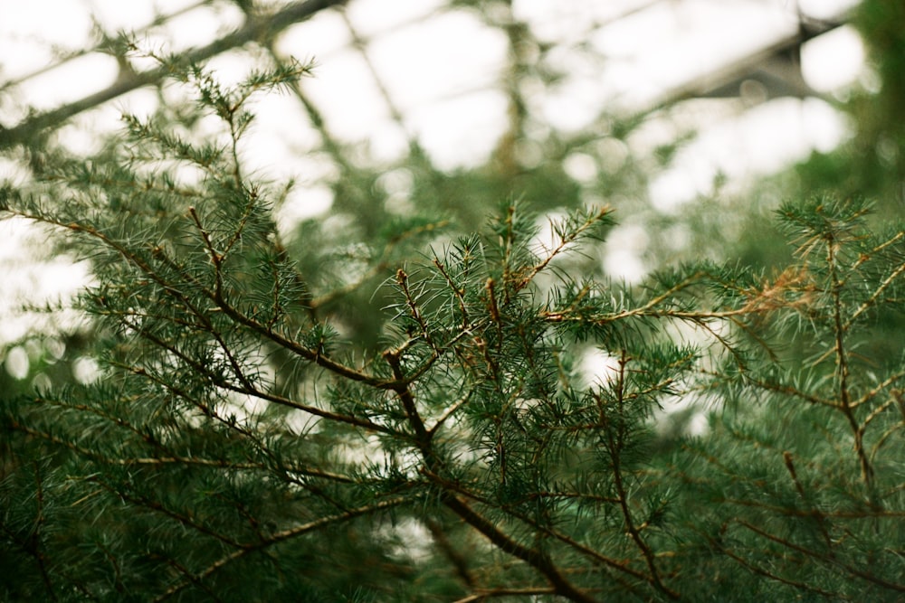 a close up of a pine tree branch