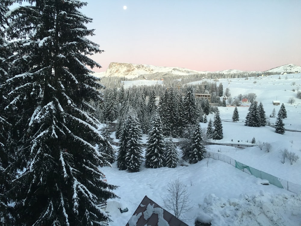 a view of a snow covered mountain with trees in the foreground