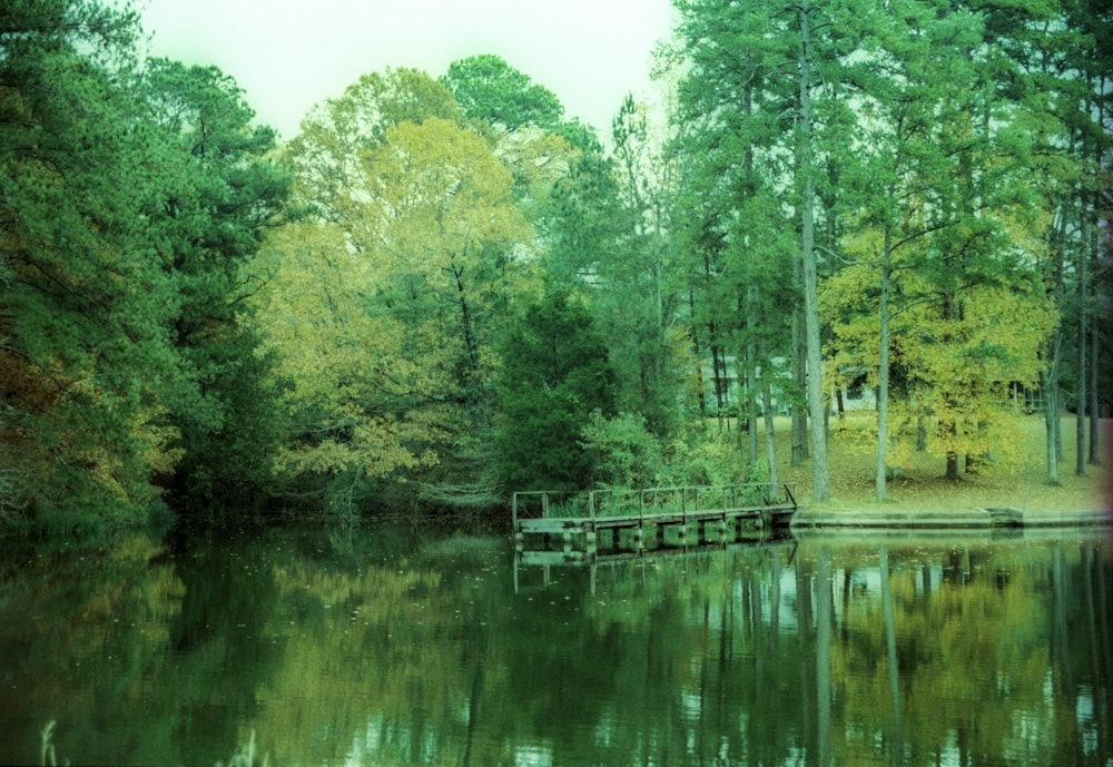 ein Gewässer, umgeben von Bäumen
