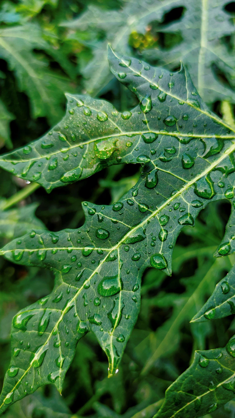 잎에 맺힌 빗방울