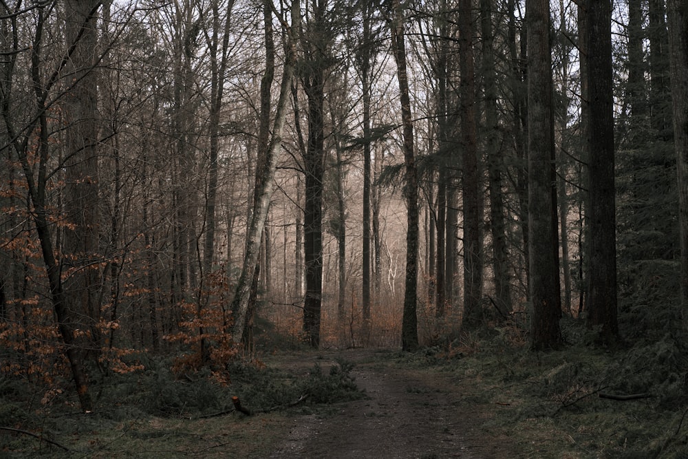 a dirt path in the middle of a forest