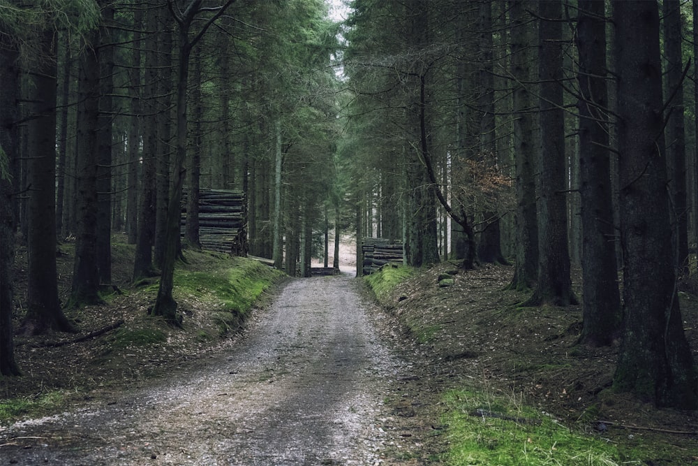 a dirt road in the middle of a forest