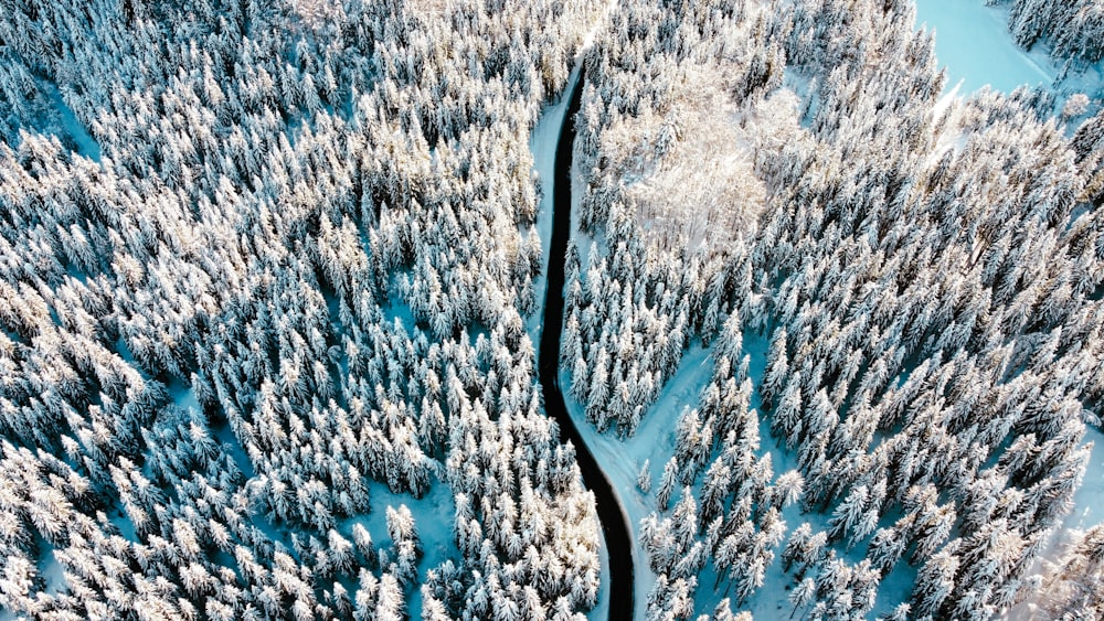 a winding road in the middle of a snow covered forest