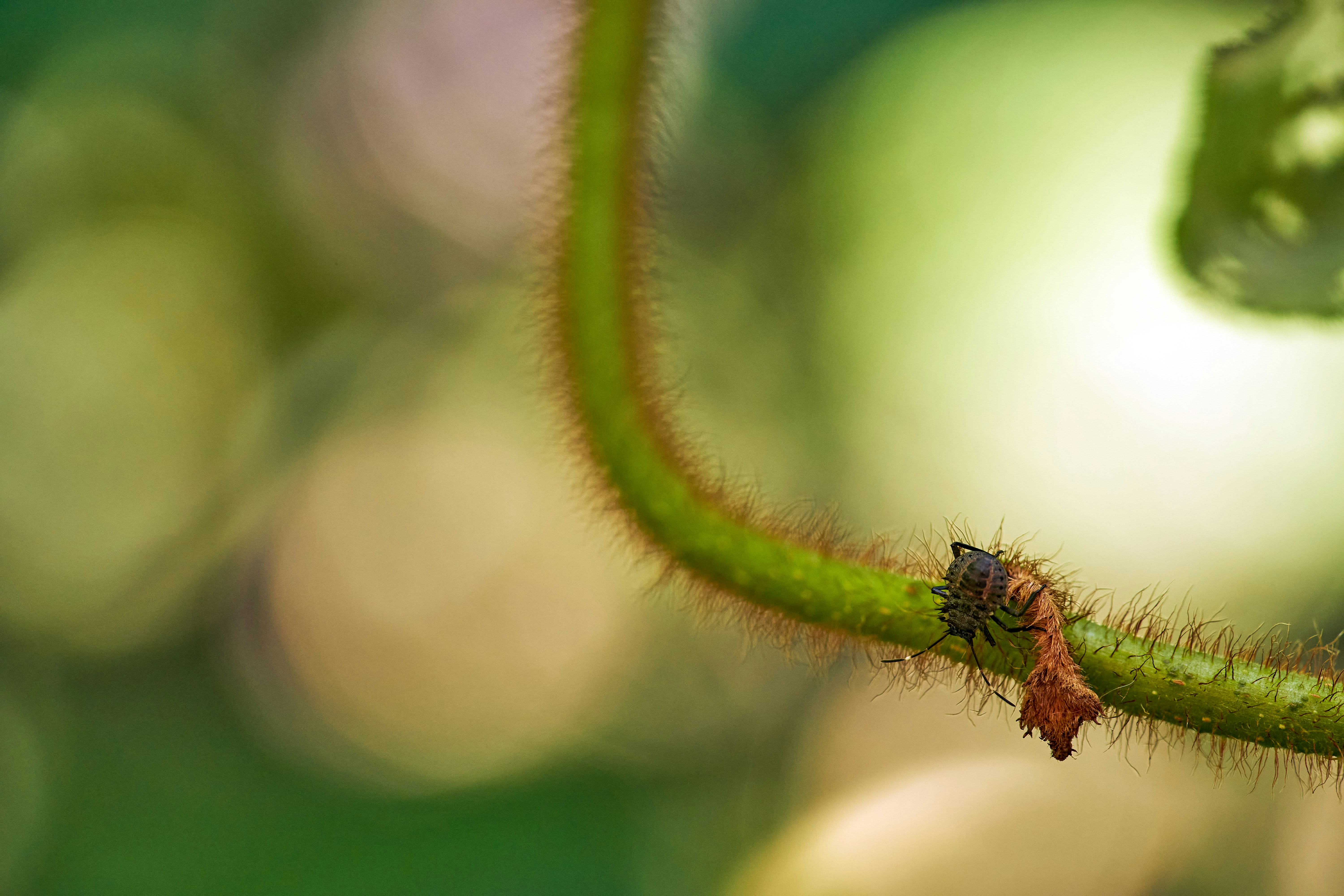 Photo by wolfgang_hasselmann