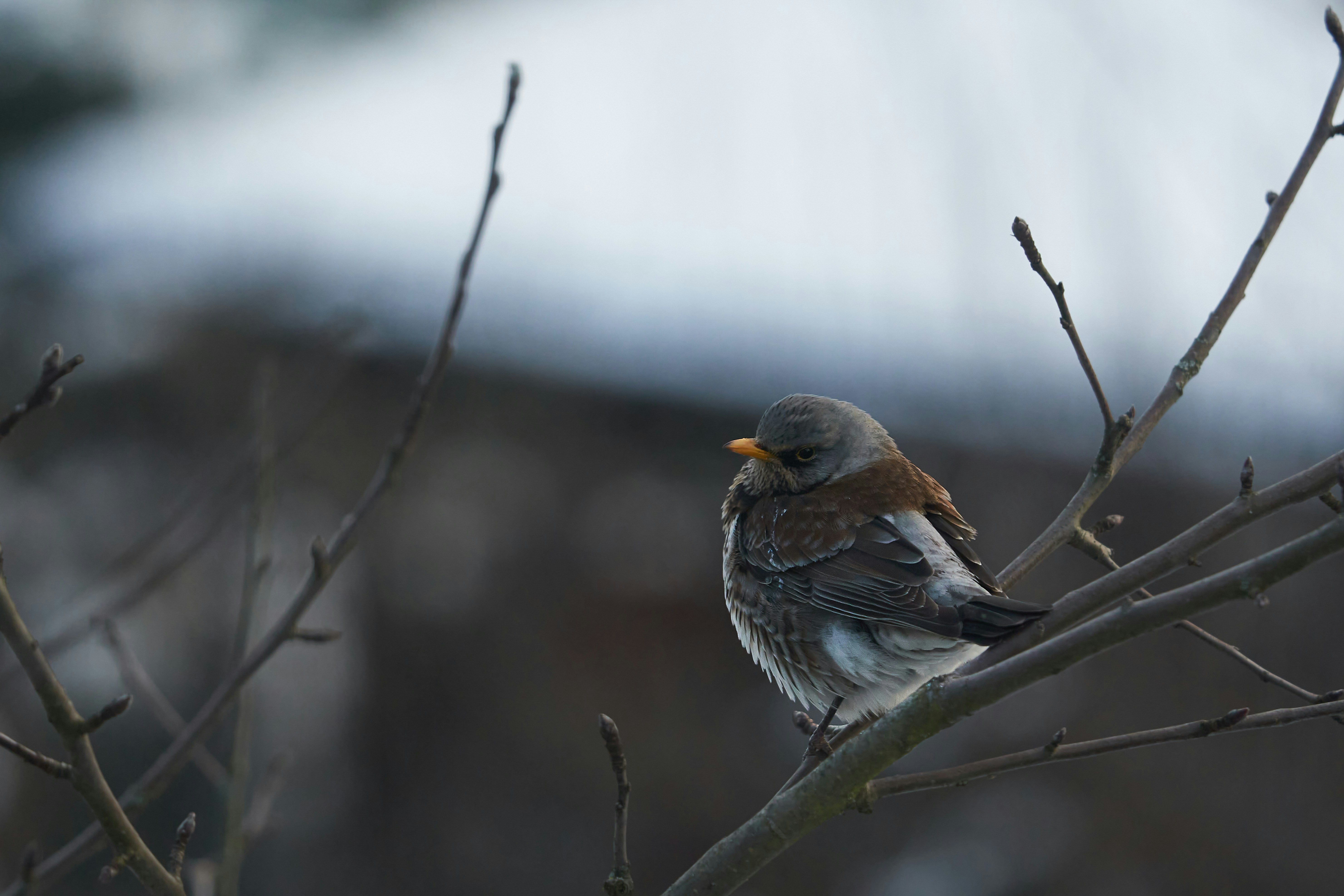 Photo by wolfgang_hasselmann