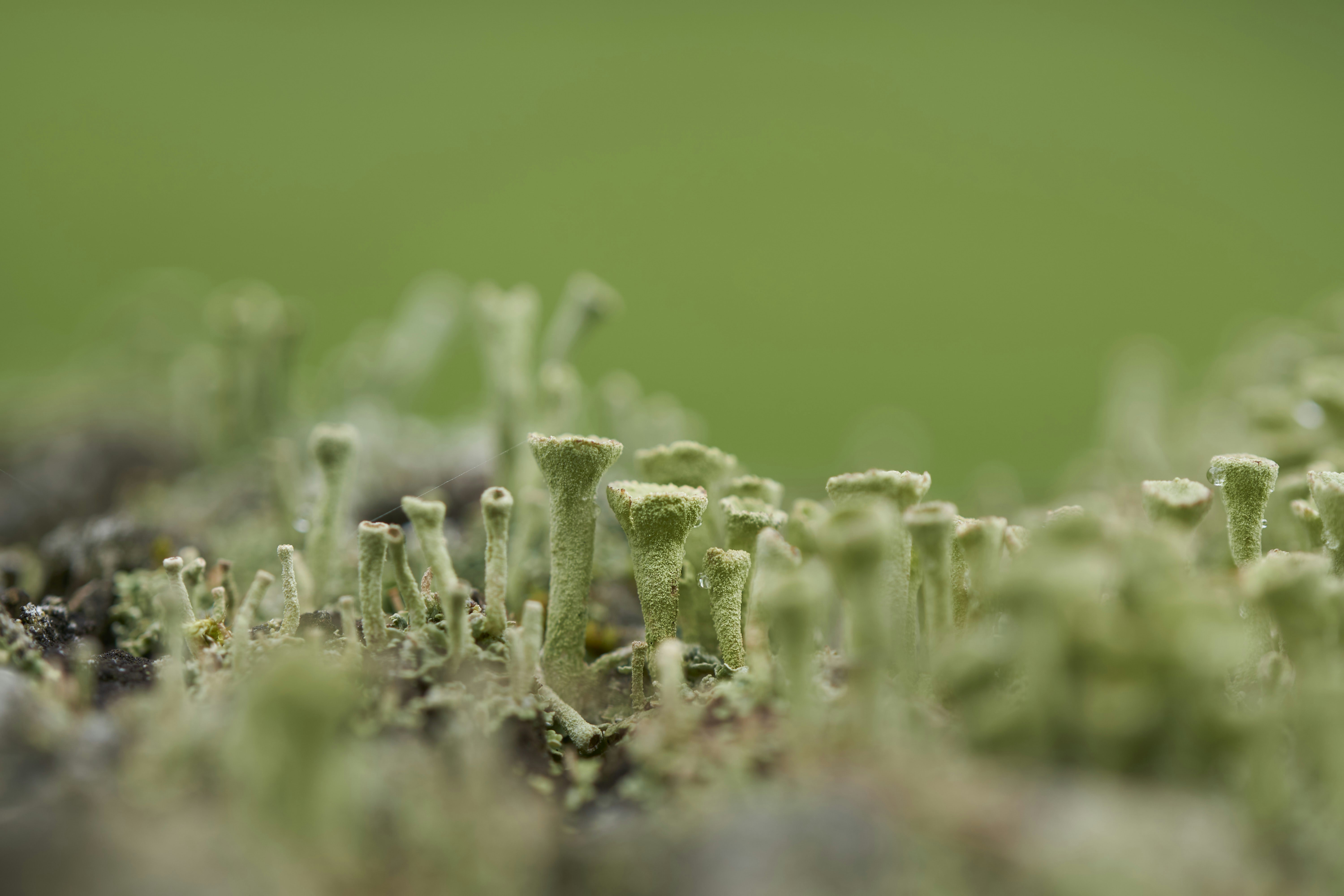 Competition and Cooperation in the Green Revolution (image credits: unsplash)