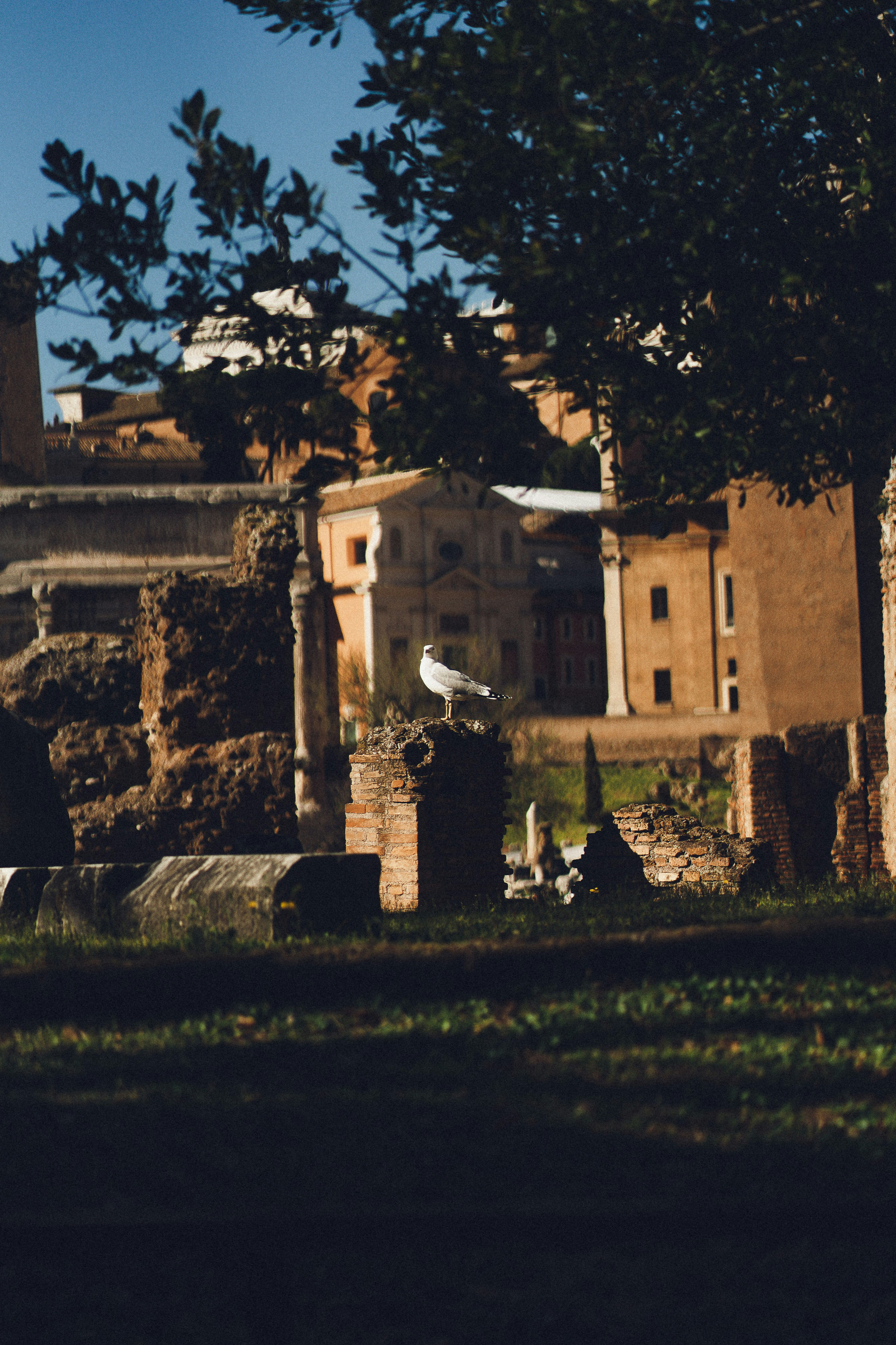 a cemetery with a white bird sitting on top of it