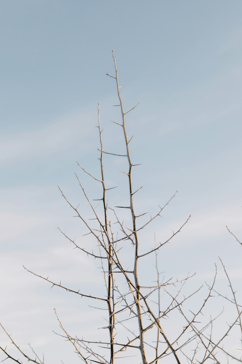 a bird is perched on top of a bare tree