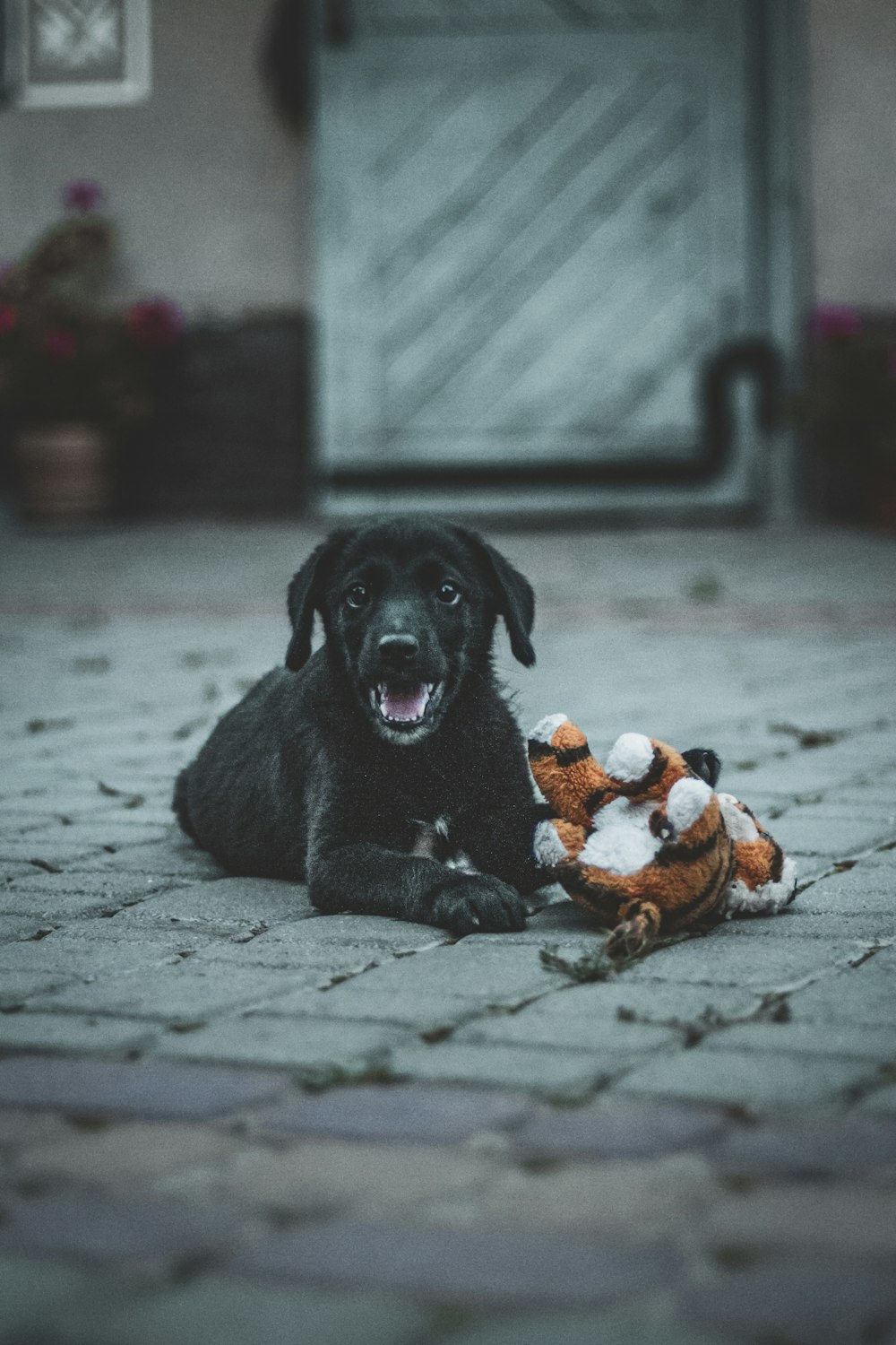 a black dog laying on the ground with a stuffed animal