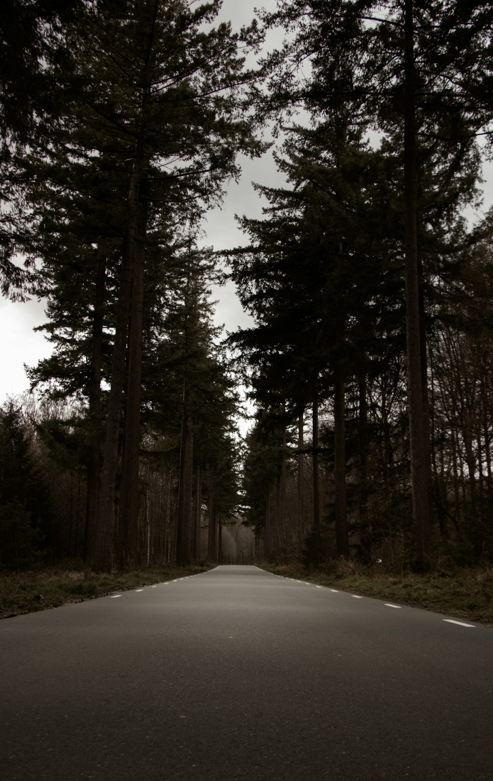 an empty road in the middle of a forest