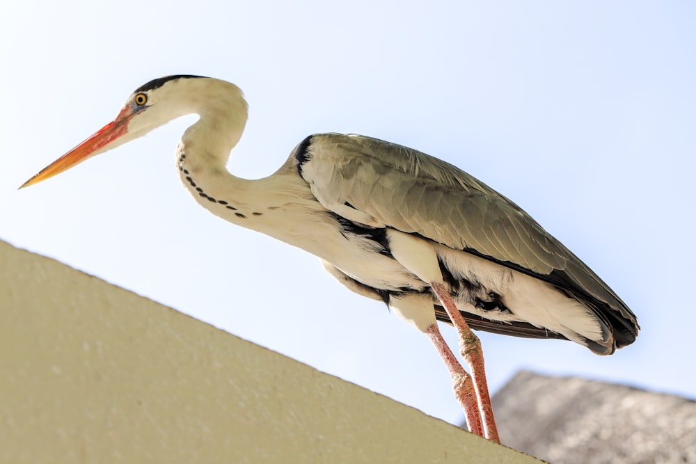 a bird with a long neck standing on a ledge