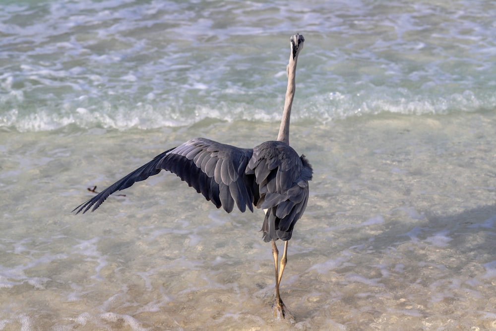 a large bird standing on top of a sandy beach