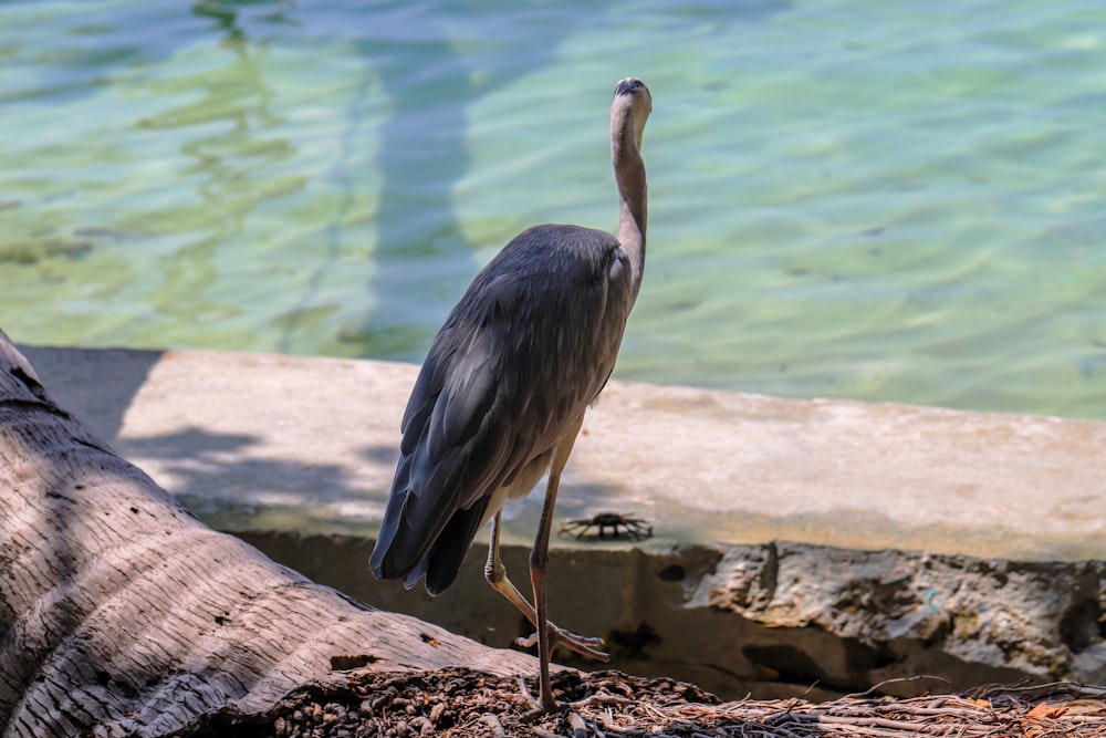 a bird is standing on a log by the water