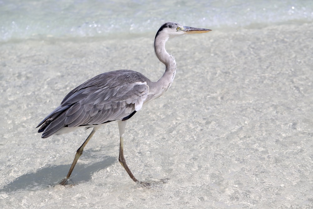 a bird walking on a beach near the water