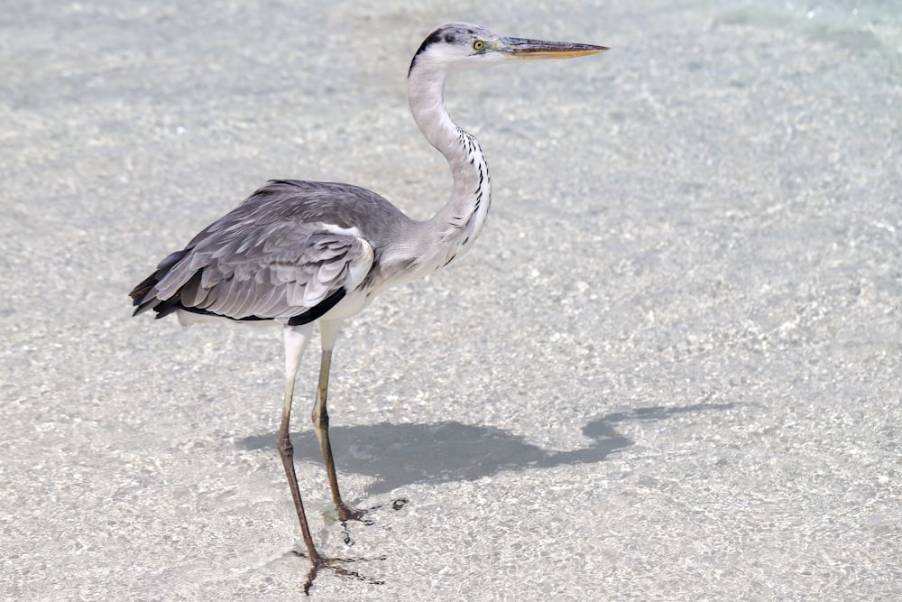 a bird with a long neck standing in the sand