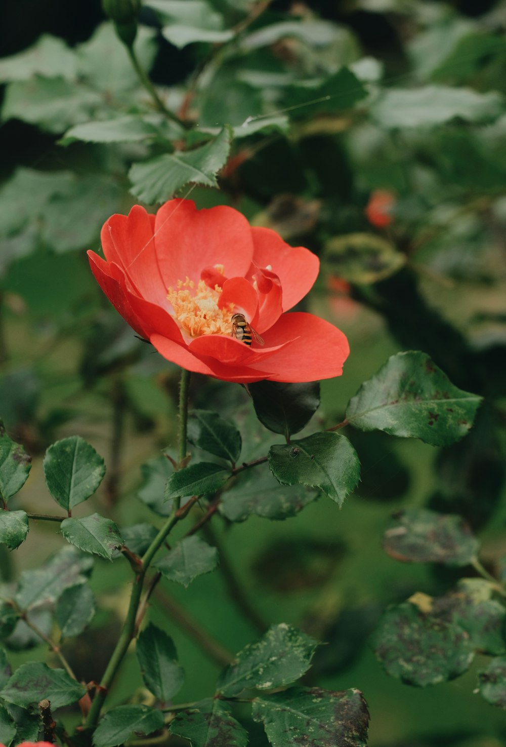 a red flower with a bee on it