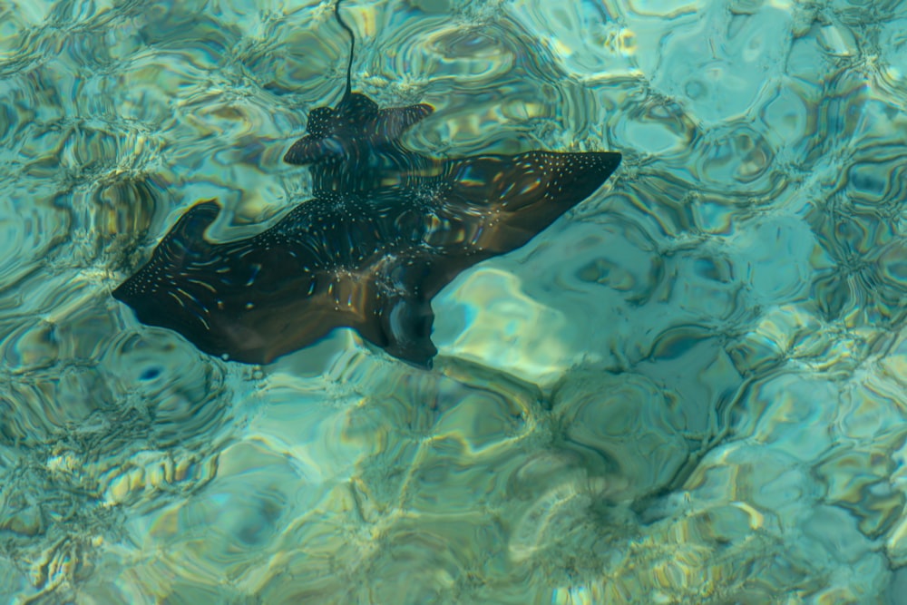 a large fish floating on top of a body of water