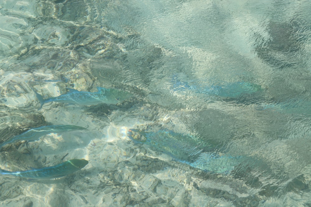 a group of fish swimming in a body of water