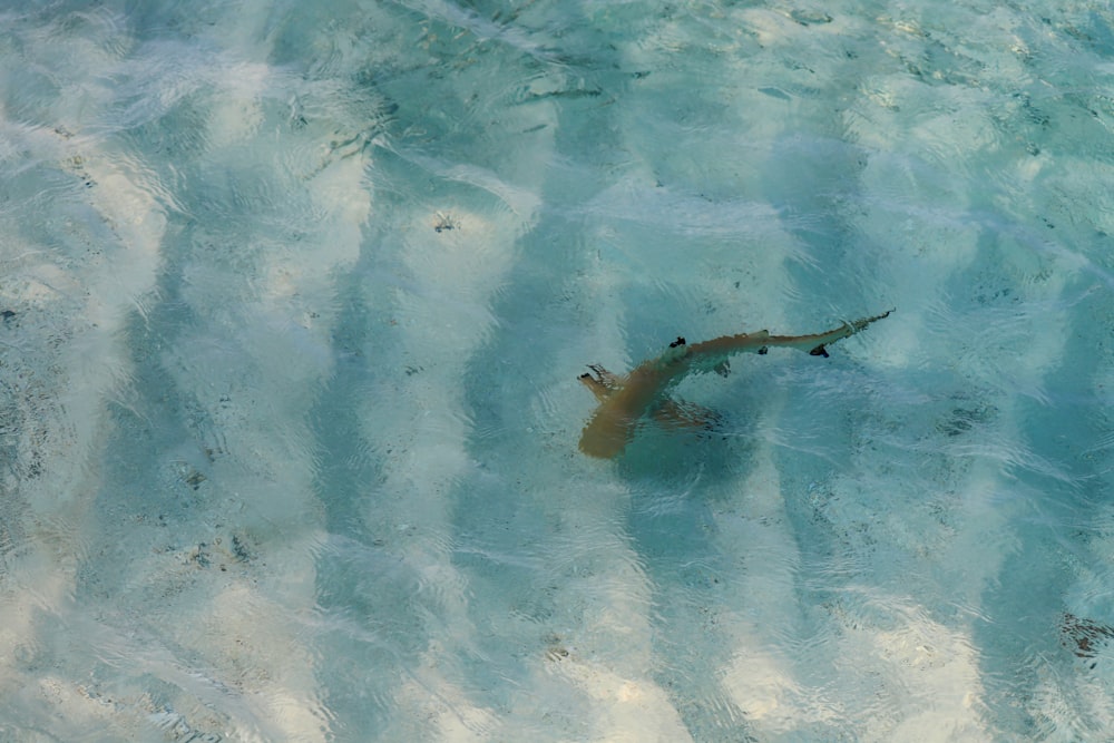 una persona nadando en un cuerpo de agua