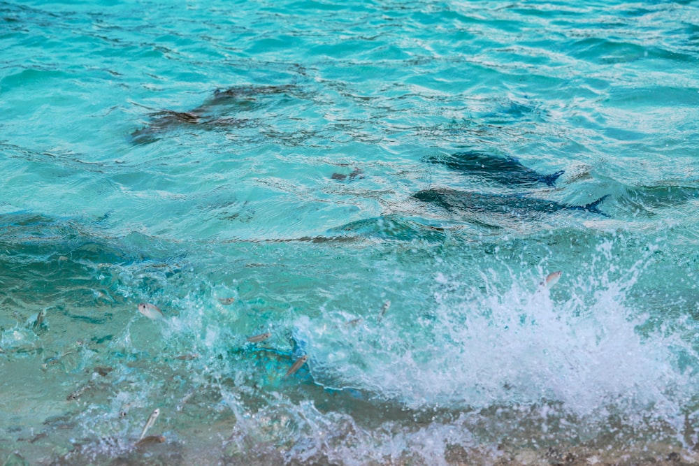 a group of fish swimming in a body of water