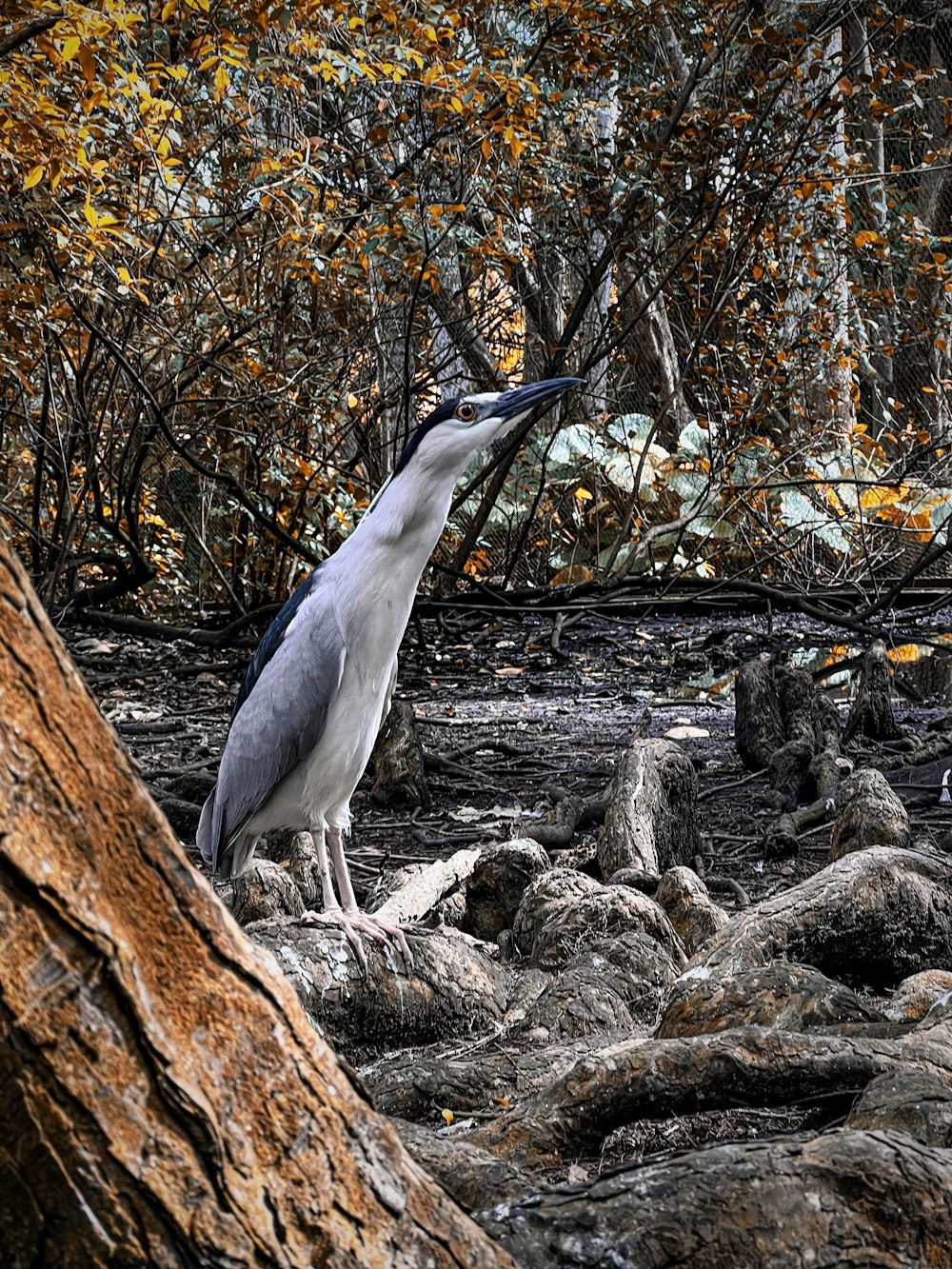 Un grand oiseau debout au sommet d’un tas de rochers