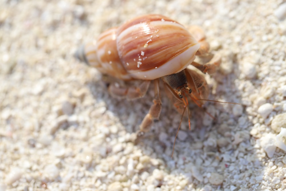 a close up of a bug on the ground