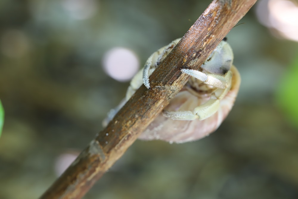 a close up of a small insect on a branch