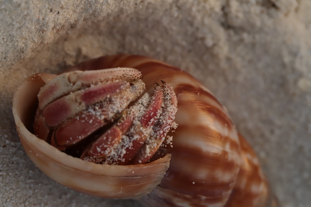 a close up of a sea shell on the sand