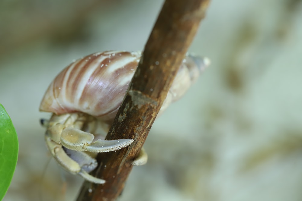 a close up of a bug on a tree branch