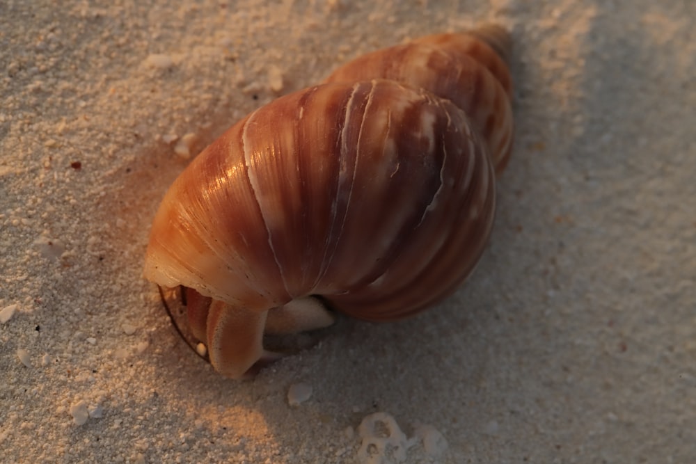 a close up of a shell on the sand