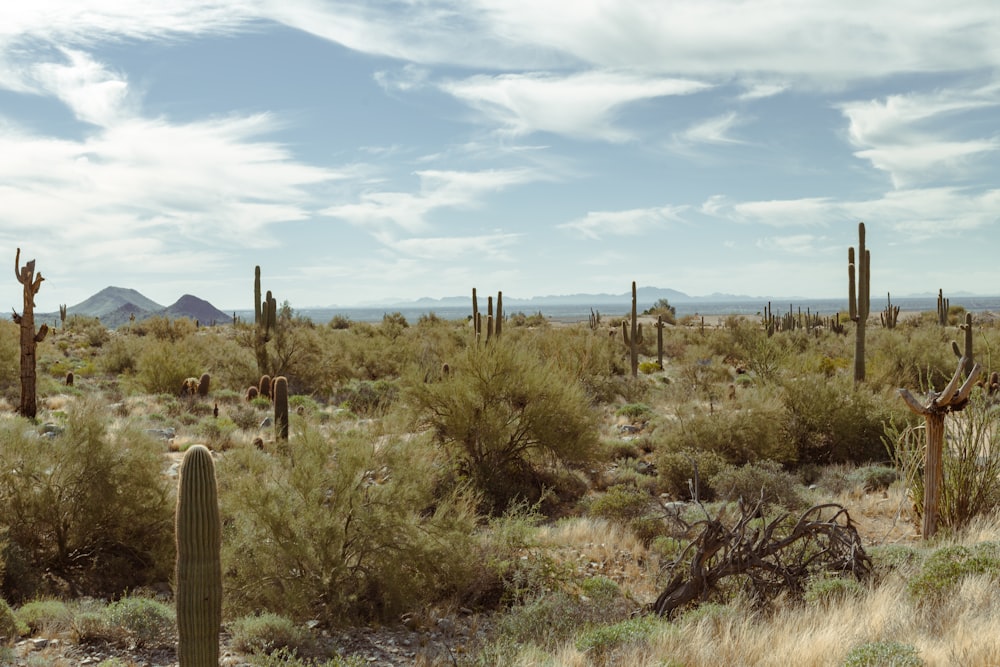 a desert landscape with cactus trees and mountains in the background