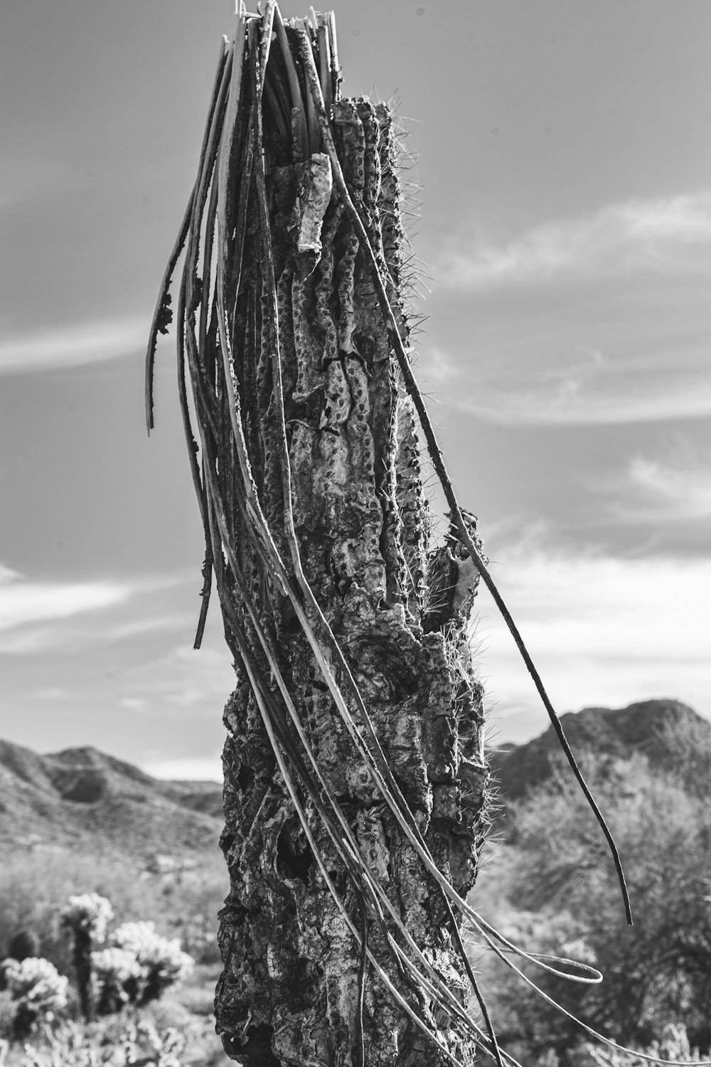 Un cactus alto con molte viti che crescono su di esso