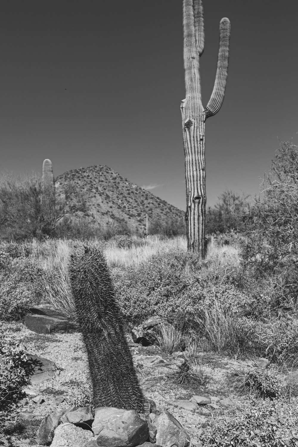 a black and white photo of a saguado cactus