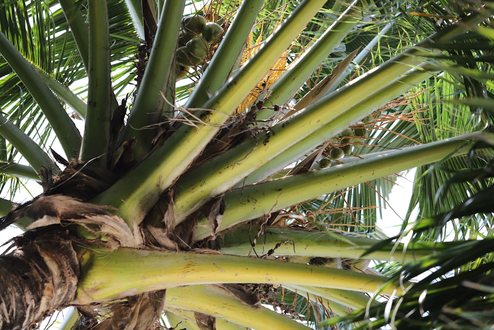 a close up of a palm tree with lots of leaves