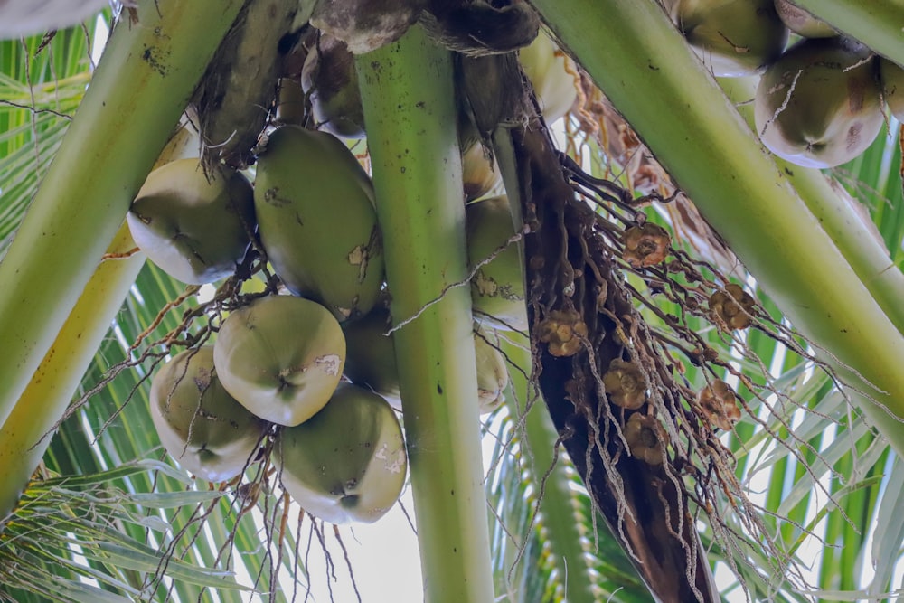 a bunch of coconuts hanging from a palm tree
