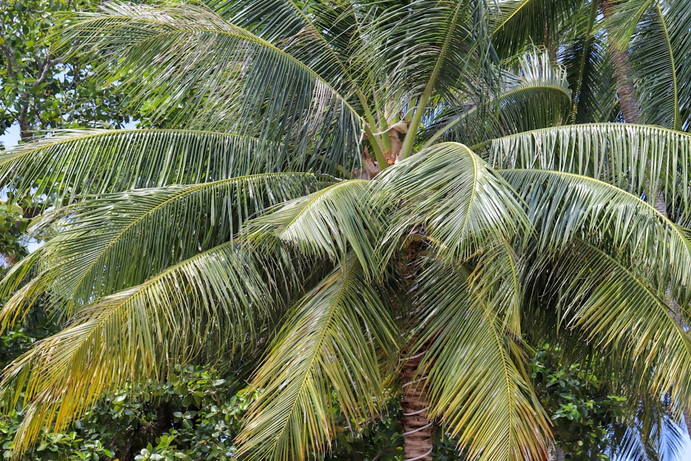 a large palm tree with lots of green leaves