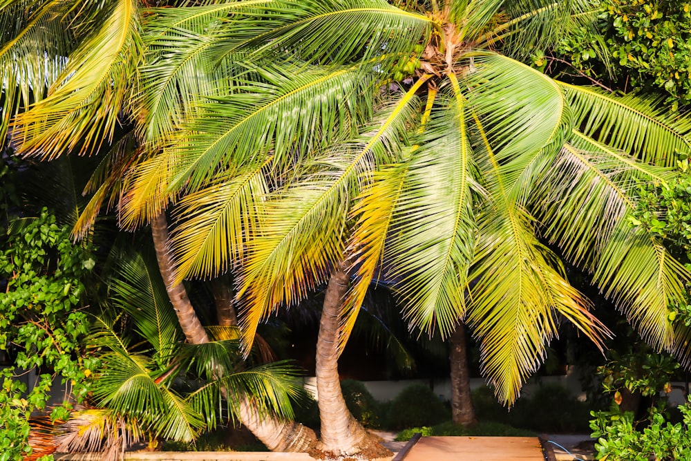 a bench under a palm tree in a tropical setting