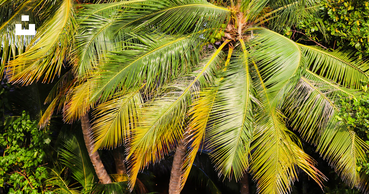 Foto Un banco bajo una palmera en un entorno tropical – Imagen Palmera ...